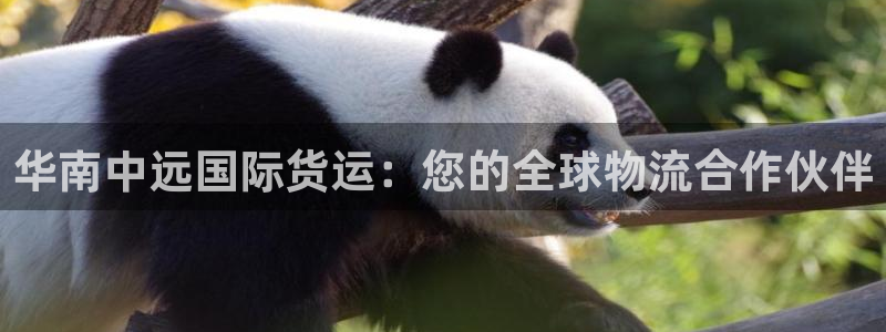 尊龙凯时邀请码：华南中远国际货运：您的全球物流合作伙伴