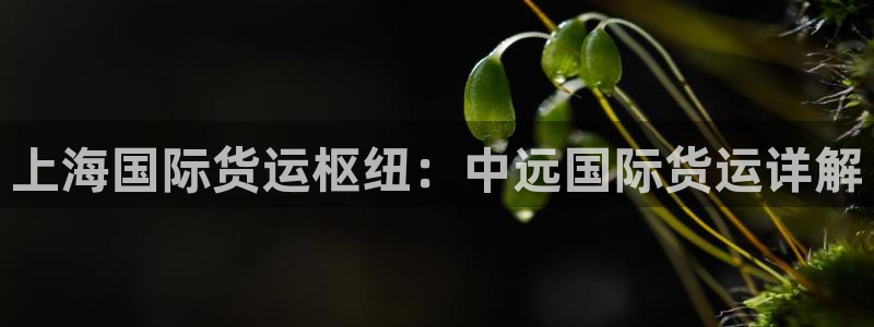 尊龙2020：上海国际货运枢纽：中远国际货运详解