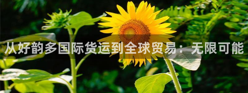 尊龙凯时城娱乐：从好韵多国际货运到全球贸易：无限可能