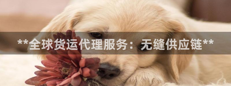 尊龙官方平台是正品吗：**全球货运代理服务：无缝供应链*