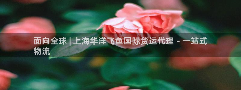 尊龙凯时是赌博嘛：面向全球 | 上海华洋飞鱼国际货运代理