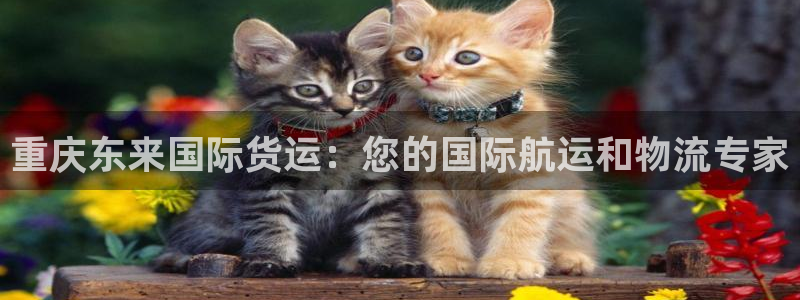 尊龙官方app下载：重庆东来国际货运：您的国际航运和物流
